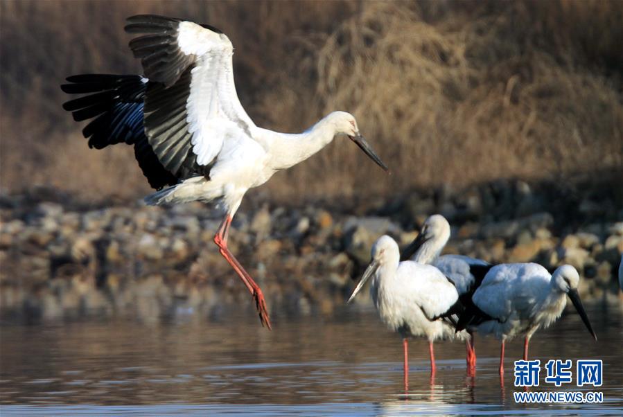 #(��̬)(1)����������˳��Ȼ����