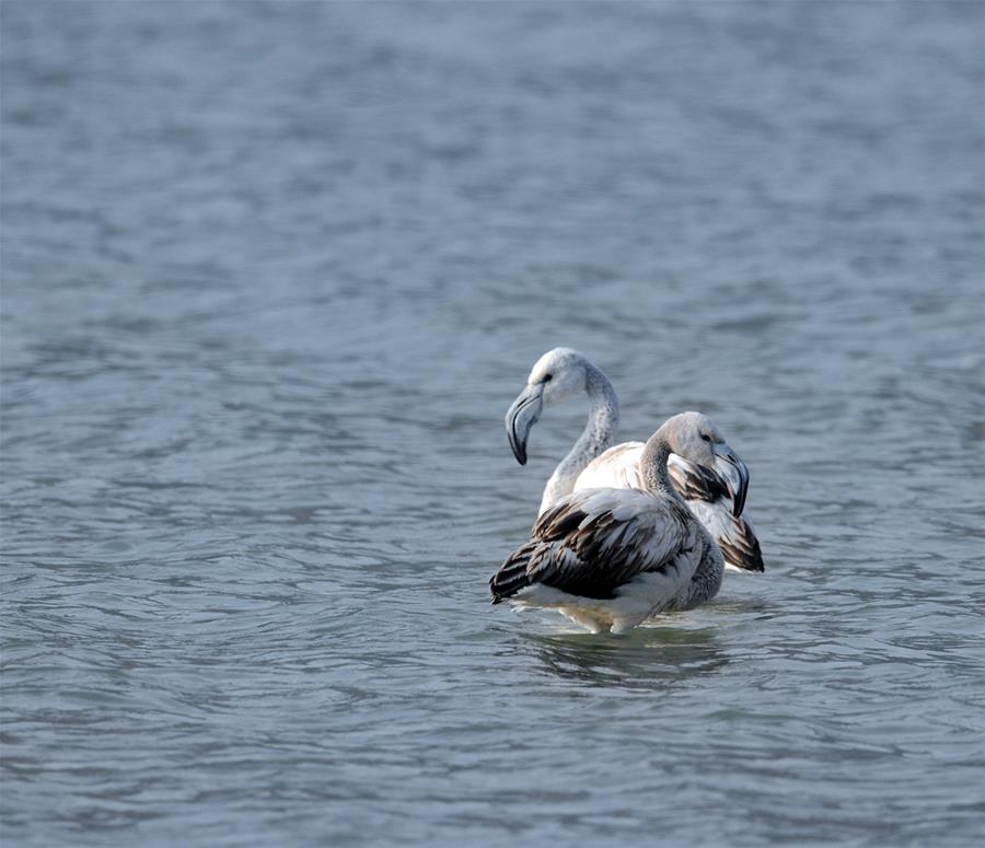 #(����)(2)��������ٻƺ�