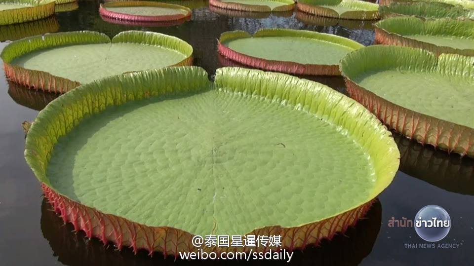 ̩վ˵ľͺҶ Сȥ衱