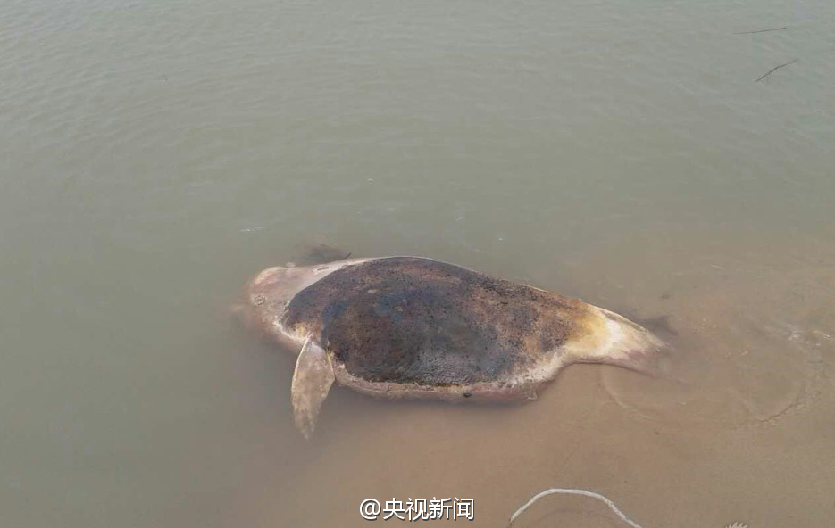 ۶��������6ͷ�������� 3ͷ�߶ȸ����޷������Ա�