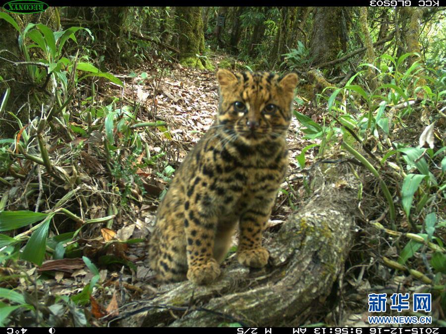 ����̬����1����ϡ������è��������