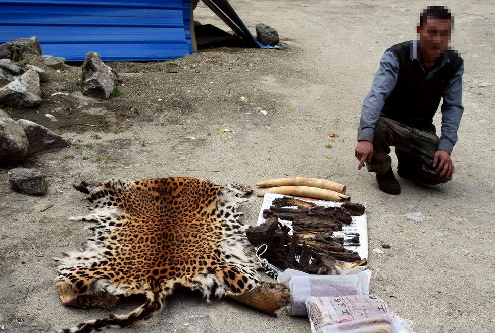 ���Ͼ����ƻ��չ�Ұ��������Ʒ�� ���2ֻ����