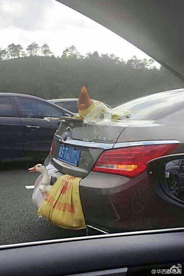 γżѼܸ ϲע