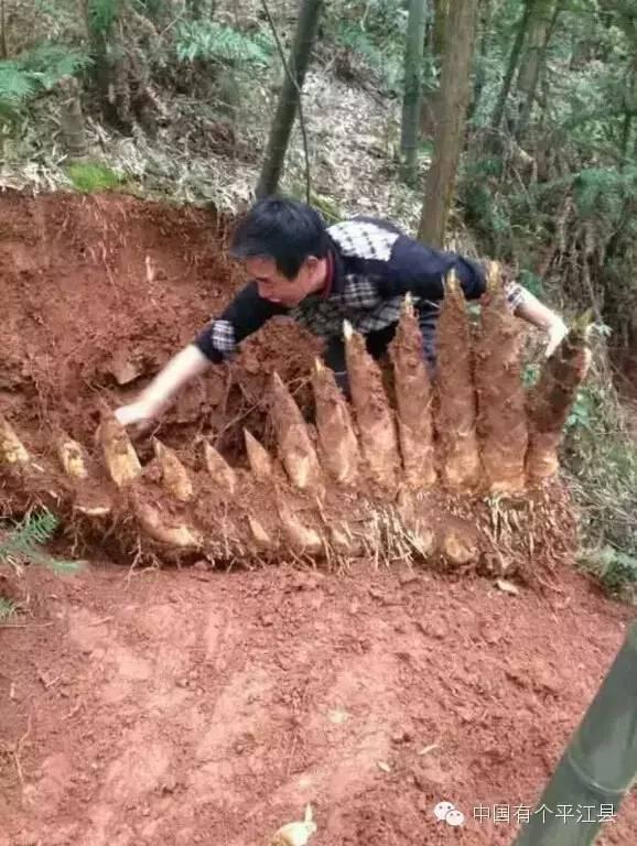 �����ڳ�